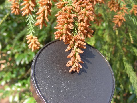 DSCN0770