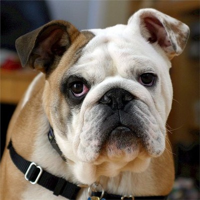 english-bulldog-538485__480