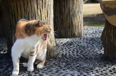 stray-cat-939367_640