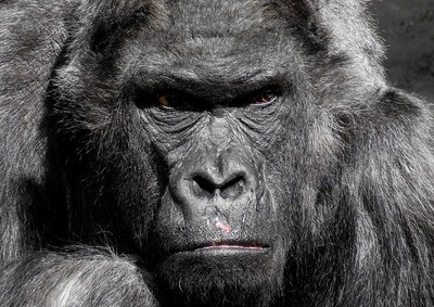 gorilla-752875_640