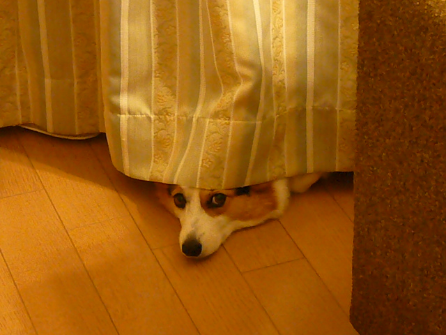すねる犬 長い尻尾のコーギー