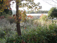 autumn leaves 02