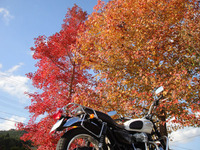 autumn leaves 04