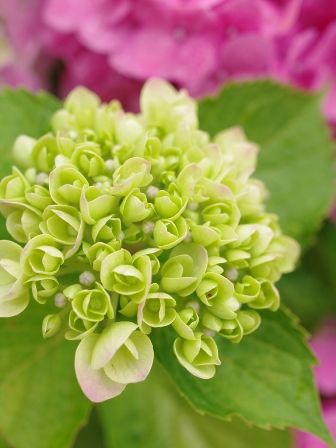 色づく前の紫陽花