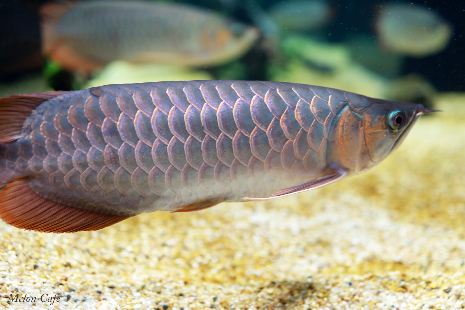 川崎水族館 カワスイ 開業しました 夜の2部へいってきました めろんカフェ Powered By ライブドアブログ