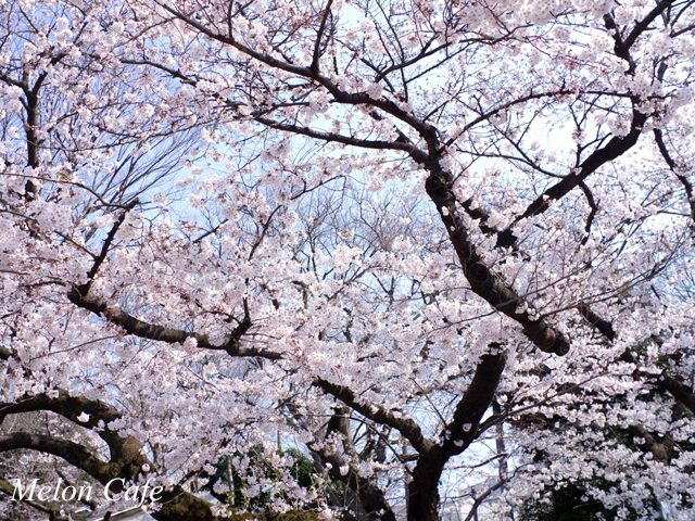 ドールスムージーモニターと上野公園の桜風景07