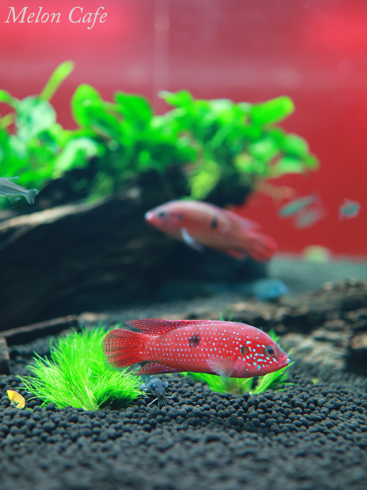 川崎水族館 カワスイ 開業しました 夜の2部へいってきました めろんカフェ Powered By ライブドアブログ