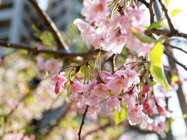 めろんカフェ2020年の桜01