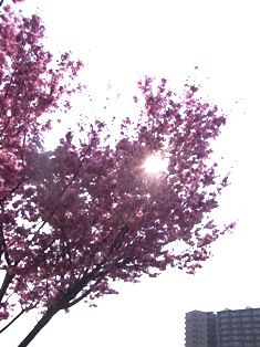 桜さく咲く