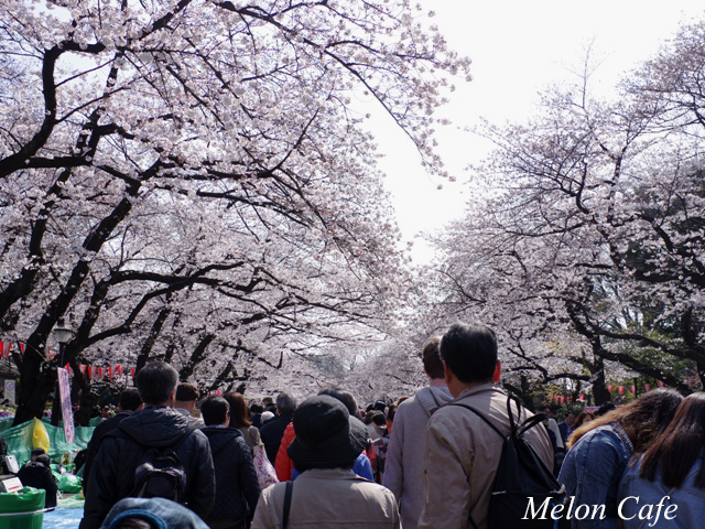ドールスムージーモニターと上野公園の桜風景05