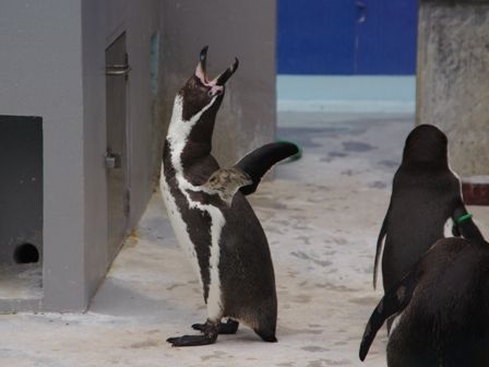 20140402野毛山動物園07