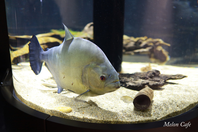 川崎水族館カワスイ20200717027