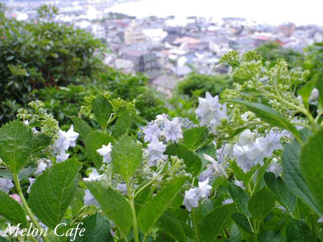 IMGP8814aaa