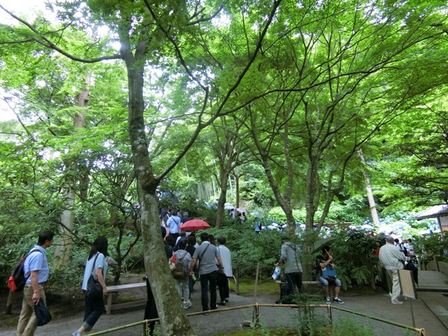 北鎌倉明月院あじさい寺EX-ZR4100m2