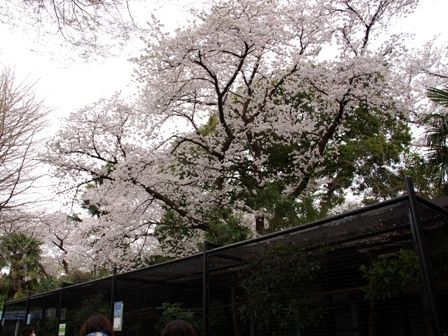 20140402野毛山動物園10