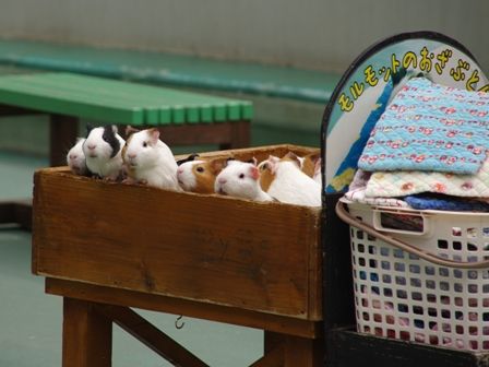 20140402野毛山動物園09