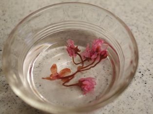 梅そぼろ入り、梅香るおかずパン08