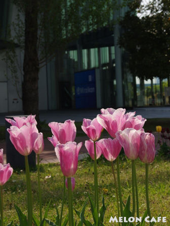 Miraikan20140426MelonCafe07.jpg