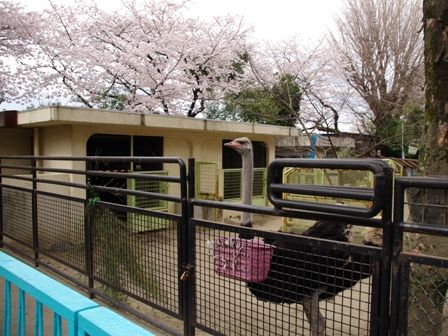 20140402野毛山動物園03