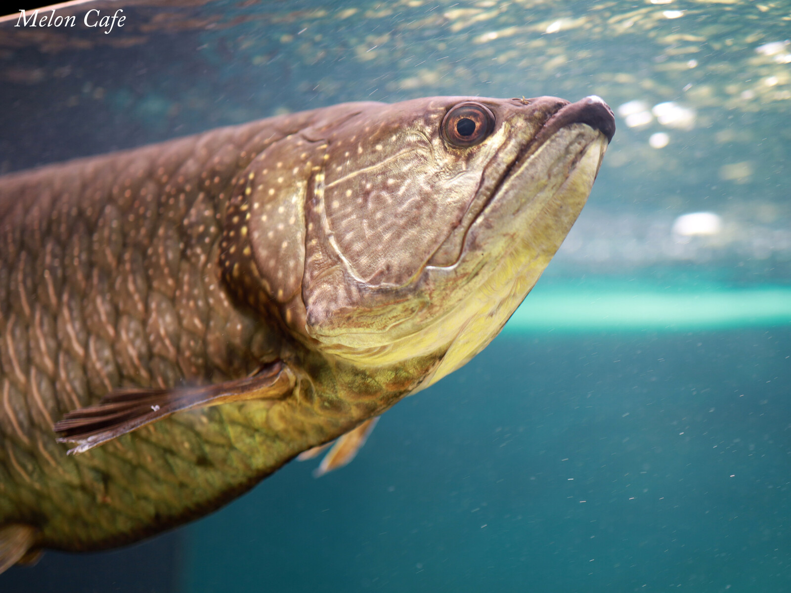 川崎水族館 カワスイ 開業しました 夜の2部へいってきました めろんカフェ Powered By ライブドアブログ