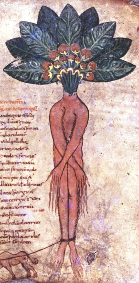 , Pseudo-Apuleius, Herbarium
