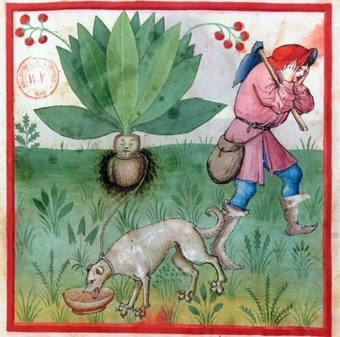 Mandrake 1