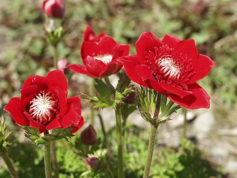 anemone