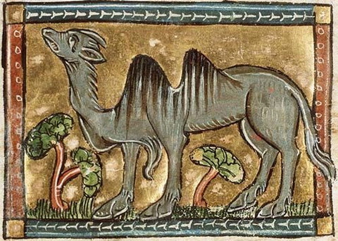 Medieval Bestiary  Camel