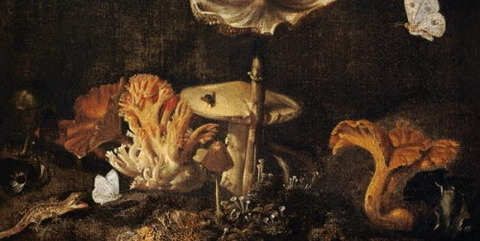 Mushrooms Butterflies Otto Marseus van Schrieck 1619-78 -
