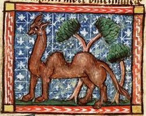 15th camel