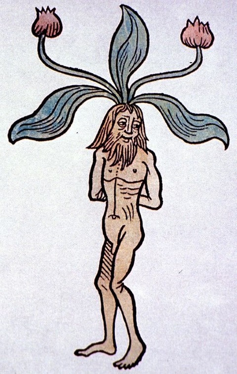 Hortus sanitatis, Mainz, 1491