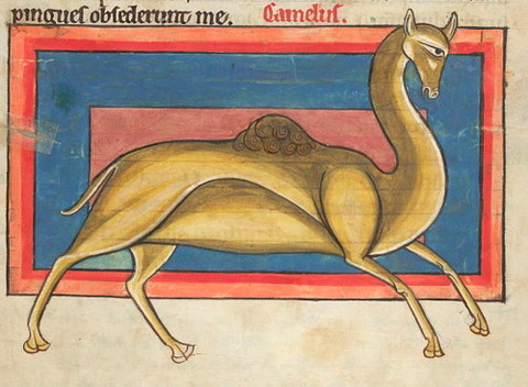 The camel in a medieval bestiary 13th
