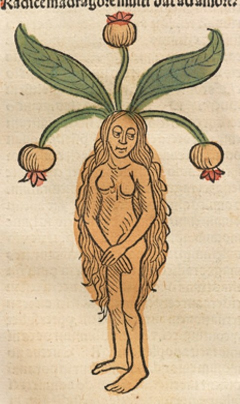 Hortus Sanitatis, 1491
