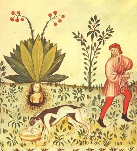 Mandrake 2