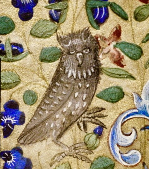 Sleepy Owl 15th cent Book of Hours France