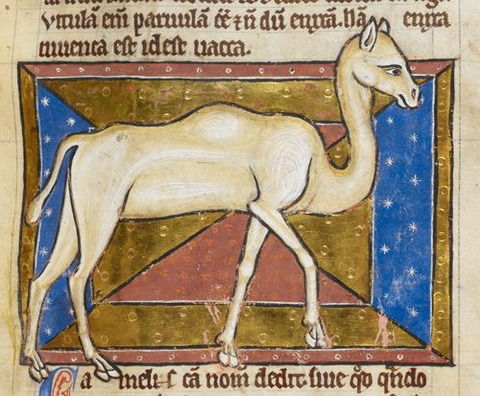 camel 3