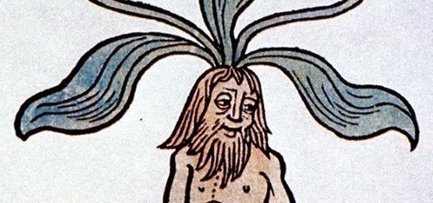 Hortus sanitatis, Mainz, 1491 -