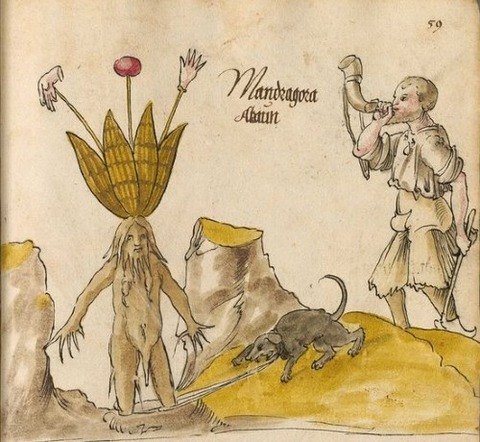 Arzneipflanzenbuch