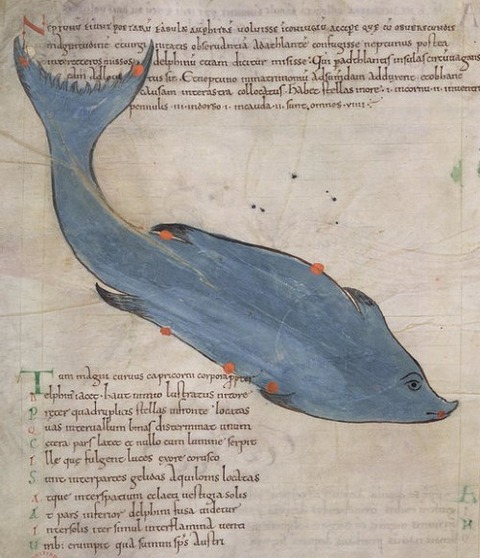 Delphinus Poster british library