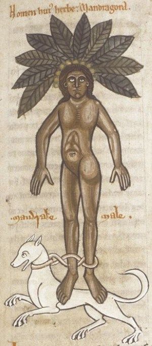 Ashmole 1462