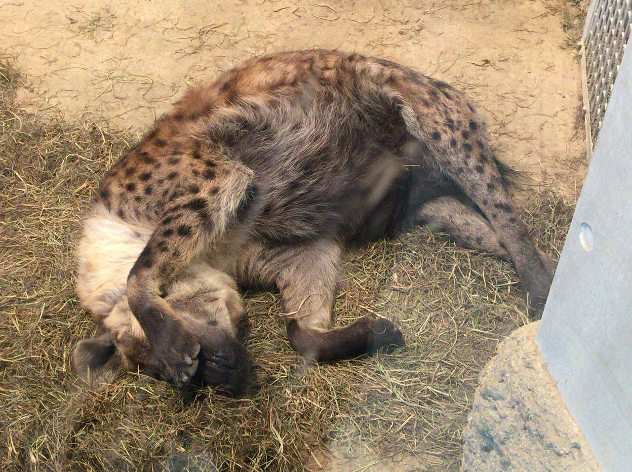 円山動物園 Memorandum229のblog