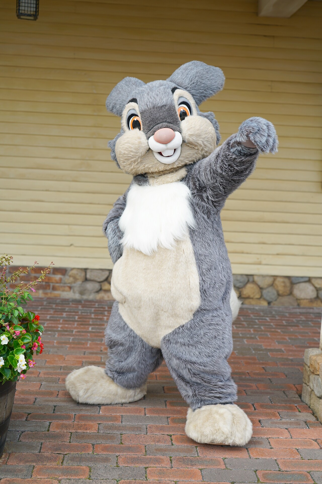 お盆は空いてる Rabbit In Dawn