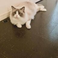 遠野なぎこさんの愛猫・愁くんが元気に帰還！その安否が心配された理由とは？