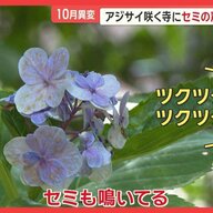 記録的短時間大雨がもたらす異変 - アジサイ、桜、セミの声が聞こえる季節外れの現象