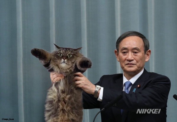 reiwaneko