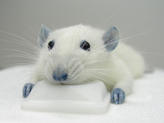 blue-mouse