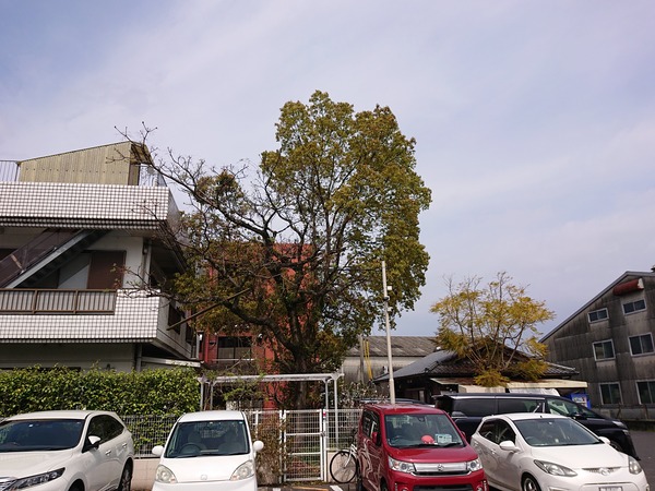 DSC_4675 (1)