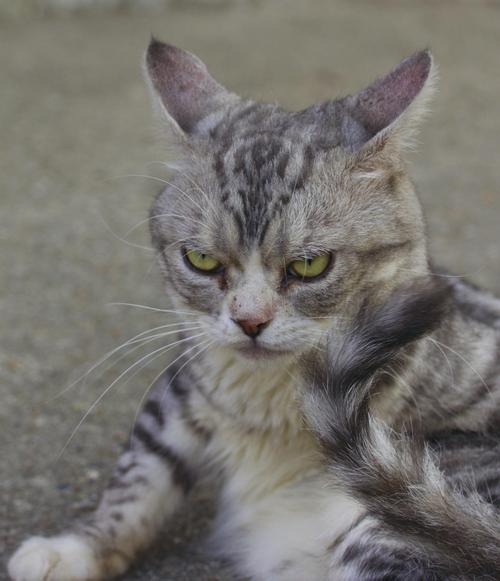 angry_cat