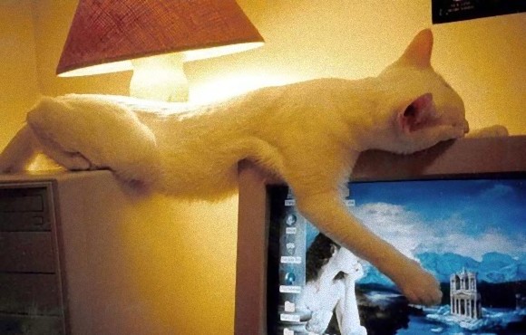 SleepingCat