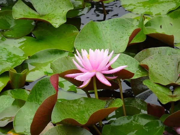 DSC00500